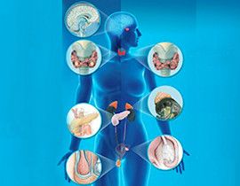 Endocrinology